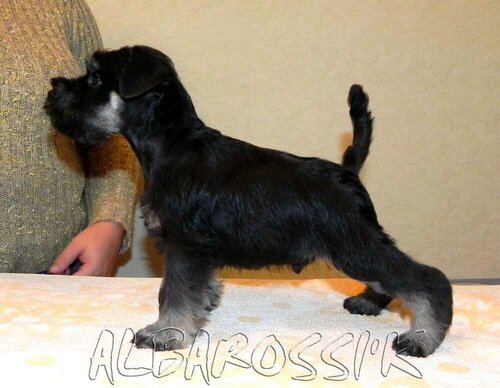 Mini schnauzer b/s DREAMKISS DEFENDER OF SILVER + ALBAROSSI'K FANTASTIC DREAM 0_9fecc_511100b_L