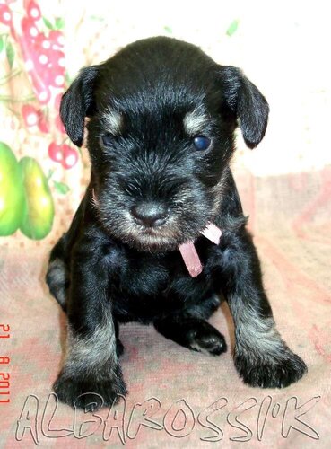 Mini schnauzer b/s DREAMKISS DEFENDER OF SILVER + ALBAROSSI'K FANTASTIC DREAM 0_9ddc1_b501581c_L