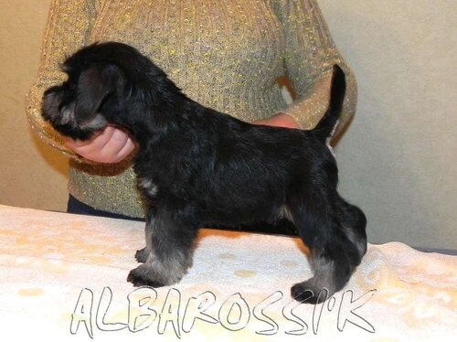 Mini schnauzer b/s DREAMKISS DEFENDER OF SILVER + ALBAROSSI'K FANTASTIC DREAM 0_9fef4_279968b5_L