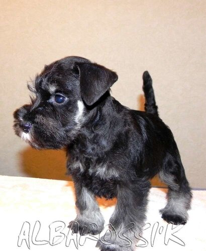 Mini schnauzer b/s DREAMKISS DEFENDER OF SILVER + ALBAROSSI'K FANTASTIC DREAM 0_9fed1_30368c95_L