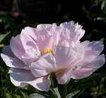 Календарь цветения пионов в "Саду Дракона" 2011г 0_58110_8607d511_S