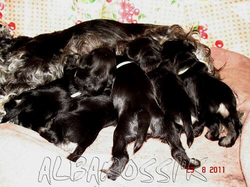 Mini schnauzer b/s DREAMKISS DEFENDER OF SILVER + ALBAROSSI'K FANTASTIC DREAM 0_9ddbf_af20ddca_L