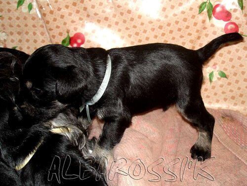 Mini schnauzer b/s DREAMKISS DEFENDER OF SILVER + ALBAROSSI'K FANTASTIC DREAM 0_9ddc7_c0ae1051_L