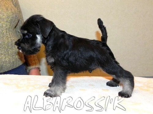 Mini schnauzer b/s DREAMKISS DEFENDER OF SILVER + ALBAROSSI'K FANTASTIC DREAM 0_9fece_8332ec38_L