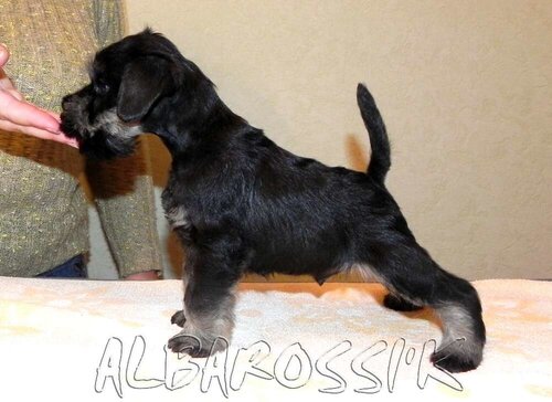 Mini schnauzer b/s DREAMKISS DEFENDER OF SILVER + ALBAROSSI'K FANTASTIC DREAM 0_9feca_ac979be0_L