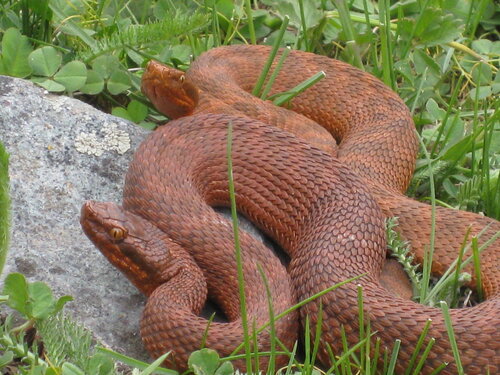 Agkistrodon halys caraganus in wild nature 0_7cf43_f50f3e22_L