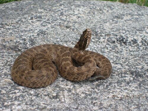 Agkistrodon halys caraganus in wild nature 0_7cf3b_5acf3b57_L