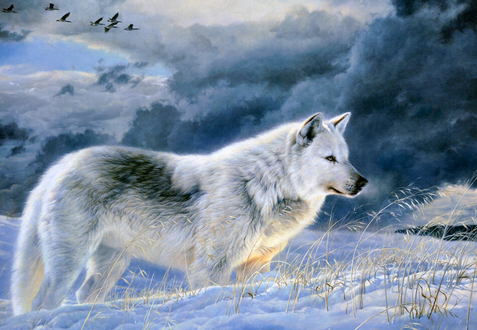  ¡¡¡ Bailando con lobos !!! - Página 3 0_a446f_8447cbee_XXL