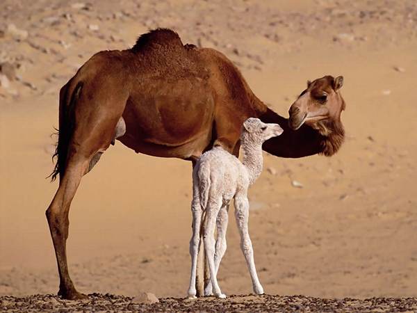 Animales, todas las especies - Página 32 0_ac7d0_1b3b3130_orig