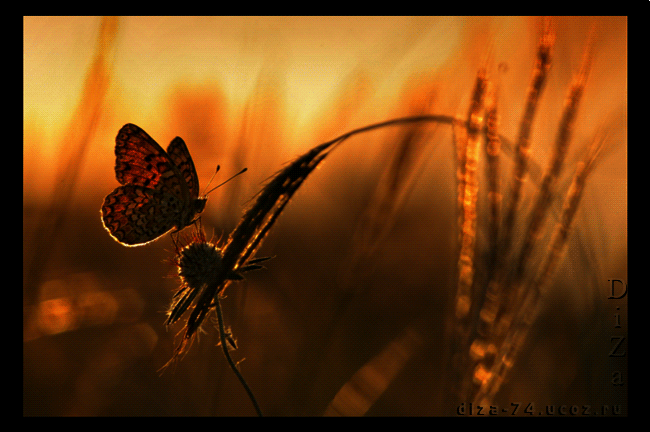 *** LAS MARIPOSAS DEL RINCON DE ENERI *** - Página 29 0_8e046_d2d0565c_XL