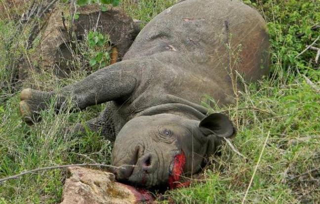 Le massacre d'un rhinocéros dans un parc animalier en France 648x415_rhinoceros-tue-kenya-parc-lewa-19-novembre-2013