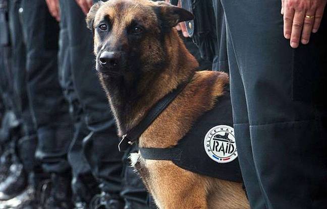 Diesel, la chienne-policière du RAID va recevoir la plus haute distinction militaire  648x415_chien-raid-diesel-mort-18-novembre-2015-lors-assaut-antiterroriste-saint-denis