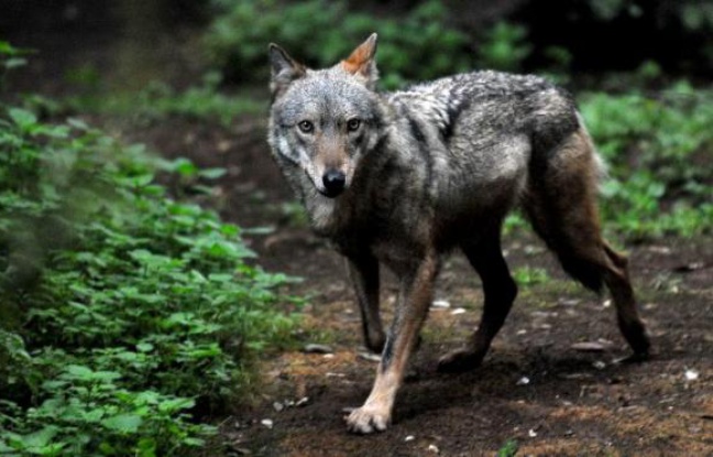 Feu vert du préfet pour abattre un loup 648x415_loup-sauve-zoo-rome-20-janvier-2014