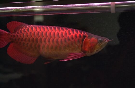 Scleropages Formosus (Asian Arowana) 1306502053338