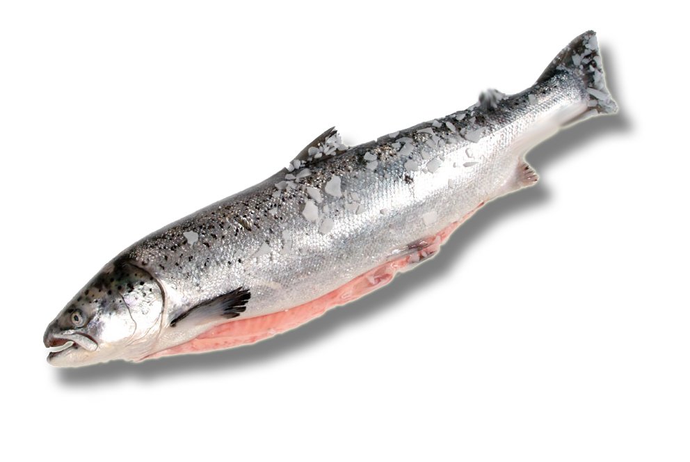 عـآلم البحـآر مع فلسفة انثى  Salmon