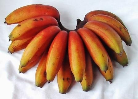  فاكهة الموز الأحمر Red_Bananas