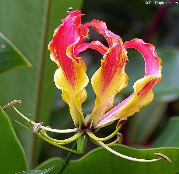 Una flor bonita en el jardín equivocado GLORIOSA_plant