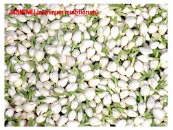 NAMUKKUM ONAM!!!! Fresh_Jasmine_Flowers