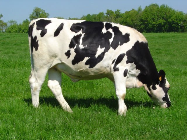 100 لتر من الحليب يومياً(( مقارنة )) Pregnant_holstein_heifers