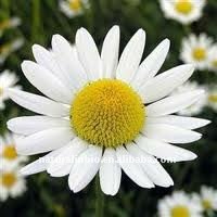 الزهور الجميلة - صفحة 5 Chamomile_Flowers_Extracts_for_Skin_Care