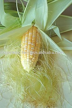  لن تتضايقي من الدهون بعد الان لانها ستختفي مع الوصفة الاكتر انتعاشا Corn_silk_extract