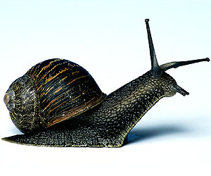 Le jeu de l'enigme - Page 2 Snail_300x250