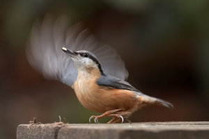 Sevgiliye - İskender PALA Elbigados_Framed_Nuthatch_by_KevLewis