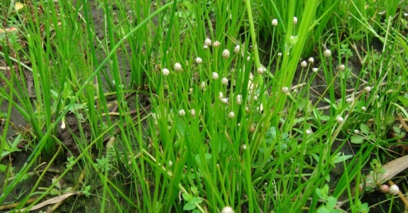 ERIOCAULON CINEREUM  03-eriocaulon-cinereum-vista-general-medium