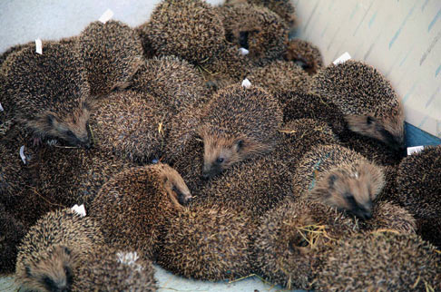 Who loves hedgehogs Hedgehogs131206_486x322
