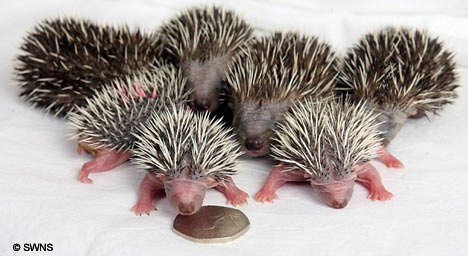 صوره اول مره تشوفوهاااااااااااا Hedgehog4SWNS3005_468x256