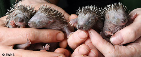 صوره اول مره تشوفوهاااااااااااا HedgehogSWNS3005_468x190