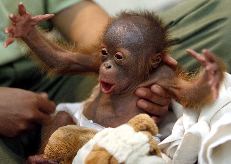 va de palabras e imagenes...... - Página 30 OrangutanR_800x570