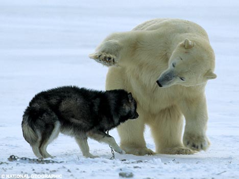 Ours/nounours PolarHuskie1NG_468x350