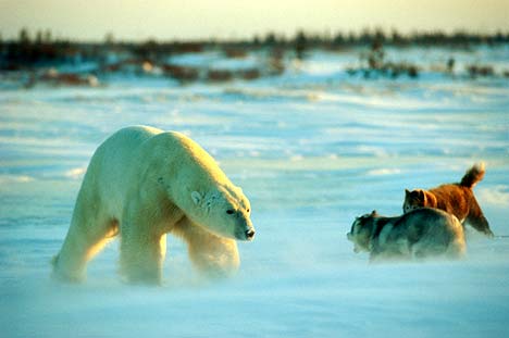 Ours/nounours CuddlybearDM3003_468x311