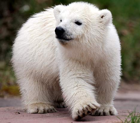 Meet Snowflake, the new polar bear uber cutie wootie cub Fluk2G0804_468x412