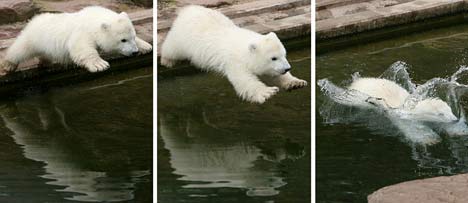 Meet Snowflake, the new polar bear uber cutie wootie cub Fluk3G0804_468x203