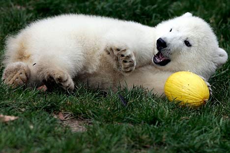 Meet Snowflake, the new polar bear uber cutie wootie cub Fluk4G0804_468x312
