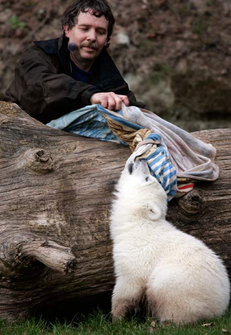 Meet Snowflake, the new polar bear uber cutie wootie cub FlukG0804_468x677