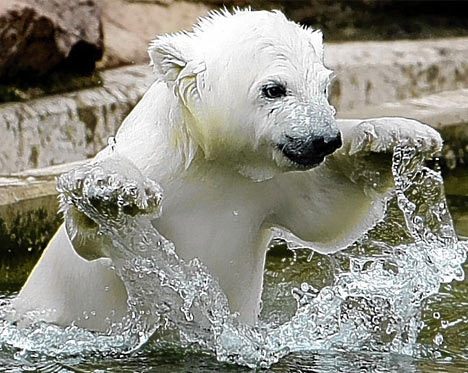 Meet Snowflake, the new polar bear uber cutie wootie cub PolarDM0804_468x373