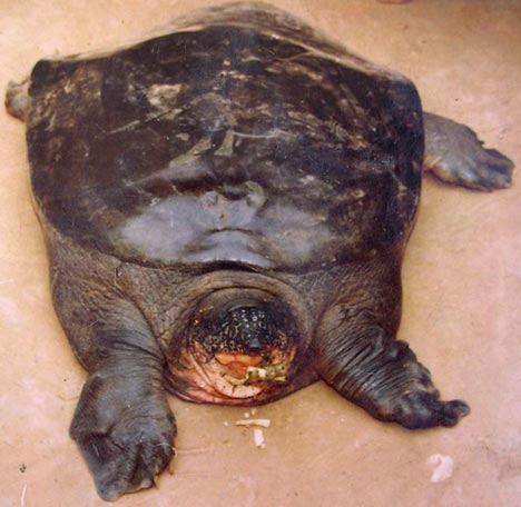 03/04/2011: Les sauveteurs ont enfin réussi à capturer la légendaire tortue d'Hanoï TurtleREUTERS468x456