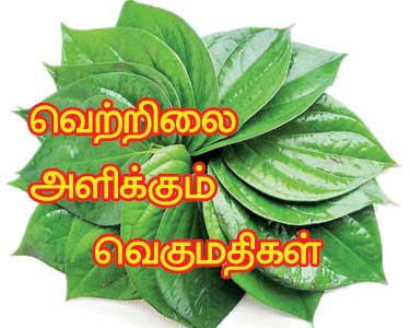 வெற்றிலை அளிக்கும் வெகுமதிகள் 201504011302494998_Offering-betel-Rewards_SECVPF