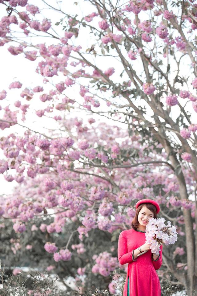 Mùa hoa phấn hồng - đặc sản của xứ chè Bảo Lộc Mua-hoa-hong-phan-bao-loc-2