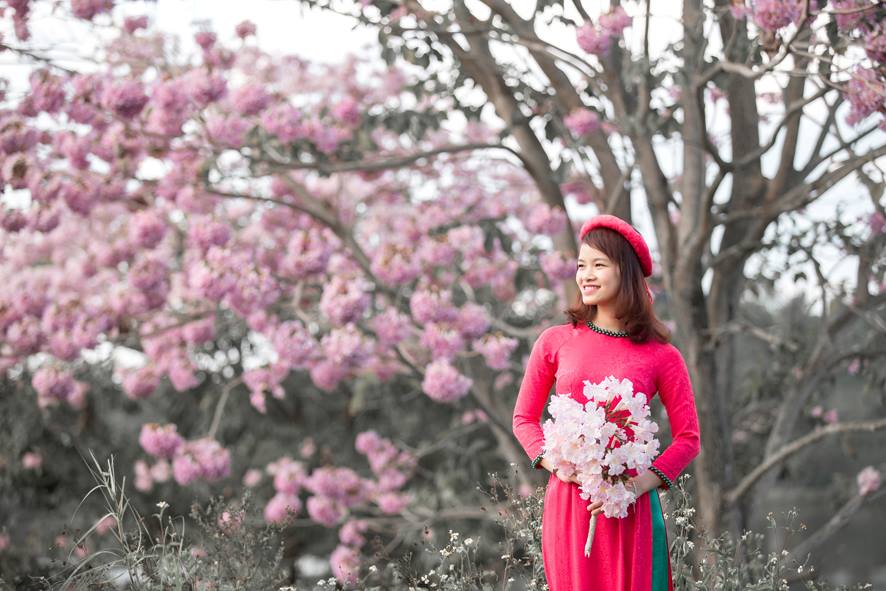 Mùa hoa phấn hồng - đặc sản của xứ chè Bảo Lộc Mua-hoa-hong-phan-bao-loc-5