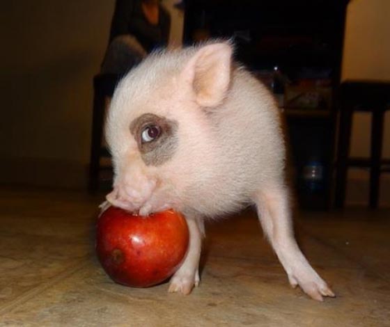 Are pigs cute? 11