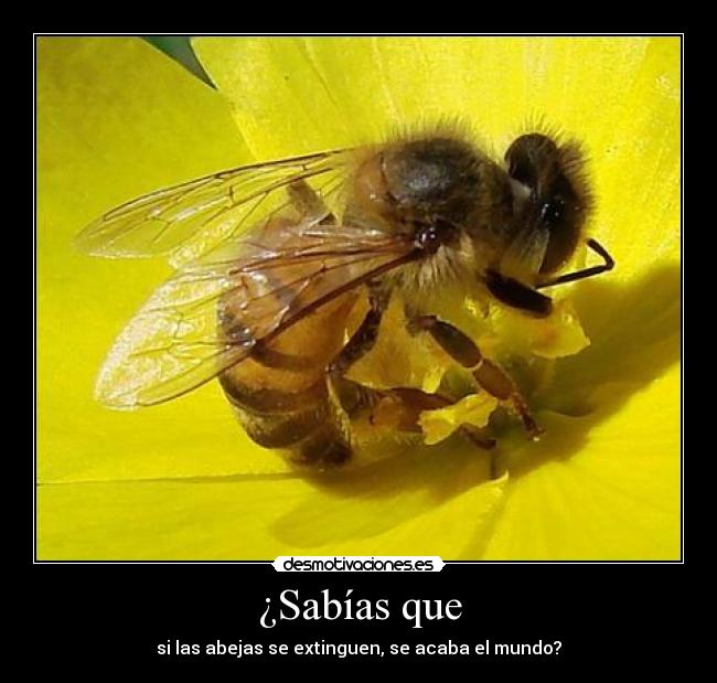 Porqué Desaparecen las Abejas.National Geographic.Xvid.Mp3. 316667856_0485f089a1