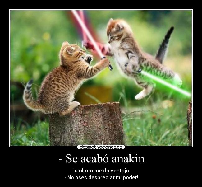 Star Wars (now with full Spoilers... quién no haya visto el Episodio VII ya no merece nuestro respeto nerd) - Página 11 Fighting_kittens_1