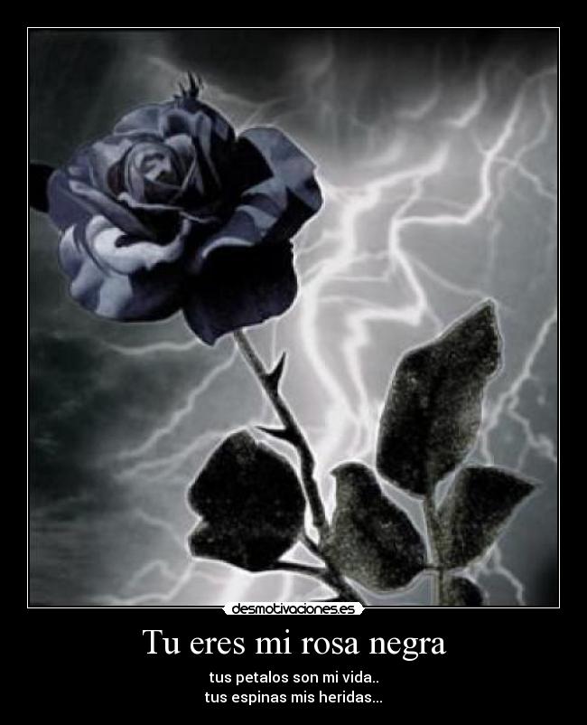 La Rosa Negra Rosanegra_1