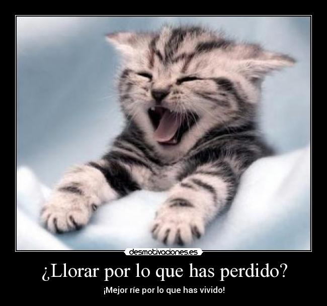 Hoy dedico una sonrisa, ....... - Página 31 Gato_riendo_www_Humor12_com_1