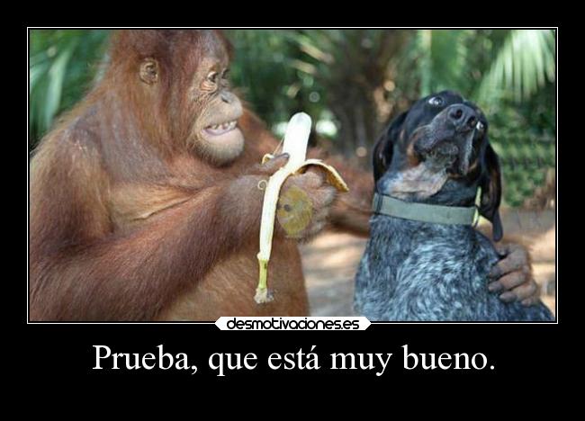  EN CLAVE DE HUMOR - Página 18 Carteles-animales-hook-chimpance-desmotivaciones