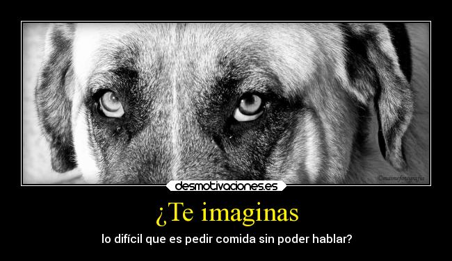 para - Qué hacer ante un caso de maltrato animal Vida-verano-desmotivaciones-9